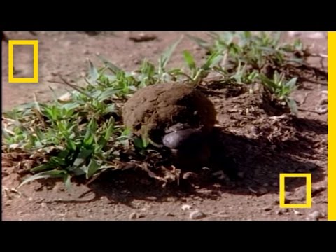 African Dung Beetle 0 African Dung Beetle