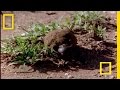 African Dung Beetle