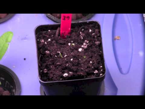 how to fertilize butternut squash