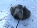 Fuzzbutt Makes a Snow Angel