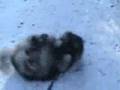 Fuzzbutt Makes a Snow Angel