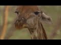 Giraffe birth goes wrong