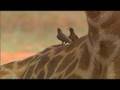 Giraffe birth goes wrong