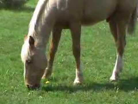 Palomino Horse