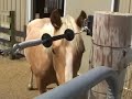 Palomino Horse