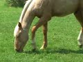 Palomino Horse