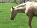 Palomino Horse