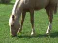 Palomino Horse