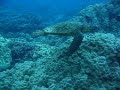 Diving with Sea Turtle - Honaunau Hawaii Diving with Sea Turtle - Honaunau Hawaii