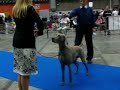 Allegro @ Brussels Dogshow 2008
