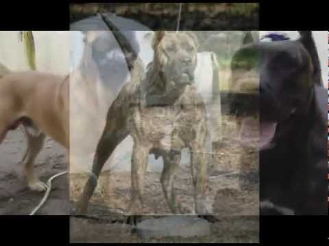 Canary Dog - The Presa Canario ancestry probably includes the now extinct naive and indigenous Bardino Majero, crossed with imported English Mastiffs. It was developed in...