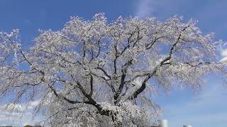 最近の写真・動画