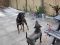Irish staff & Rottweiler play with hose