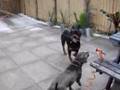 Rottweiler video