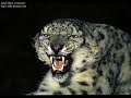 Leopard`s Video