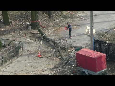 Kiedy Andrzej z kumplami zabiera się za ścinanie drzewa – Katowice