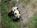 Tare Panda
