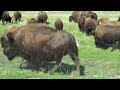 New bison calves have been born on the Minnesota prairie at Blue Mounds State Park.