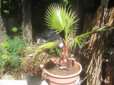 how to transplant mexican fan palm