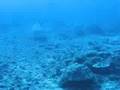 REQUIN CITRON A MOOREA