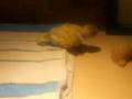 video_sunny_tag_18_20-11-2008.avi