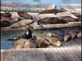videos de Choiceland Who's Who - California Sea Lion