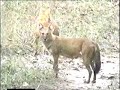 Wild dhole - Asiatic wild dogs