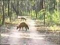 Wild dhole - Asiatic wild dogs