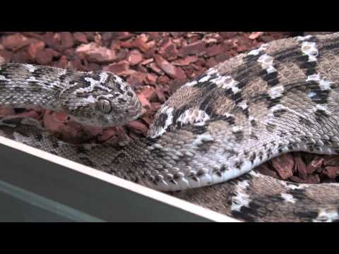 YouTube reptile video