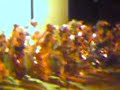 Lion King - Medley Broadway - Canarinhos da Terra - Parte 2