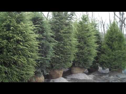 how to fertilize cedar trees