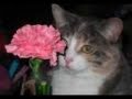 Carnation_Blues