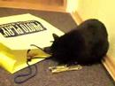 Lara und Gismo und die Photoplay T�te Part 3
