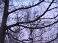 A tree A tree