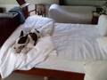 Bull Terrier Miniatura video