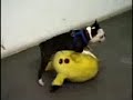 Dogs love picachu Dogs love picachu