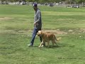 Doggy Boot Camp (Los Angeles Dog Training) Doggy Boot Camp (Los Angeles Dog Training)