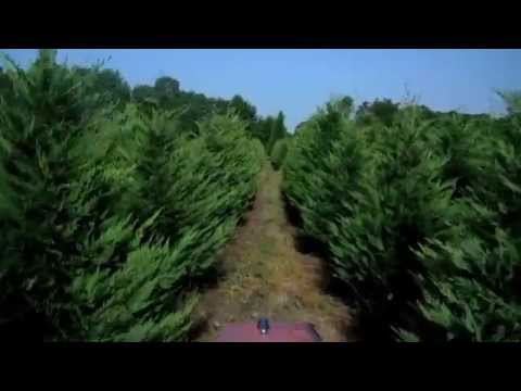 how to fertilize leyland cypress trees