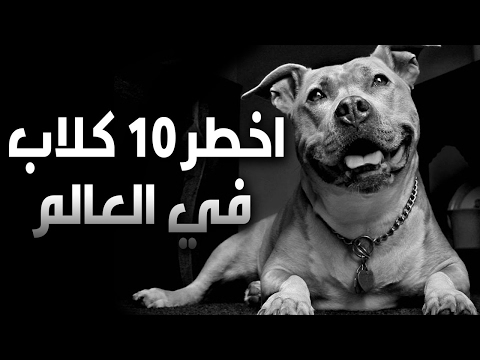افضل 10 انواع من كلاب الحراسة فى العالم
