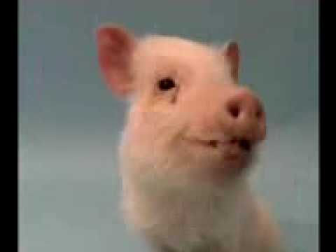 http://img.youtube.com/vi/I2-d85XBTEw/0.jpg