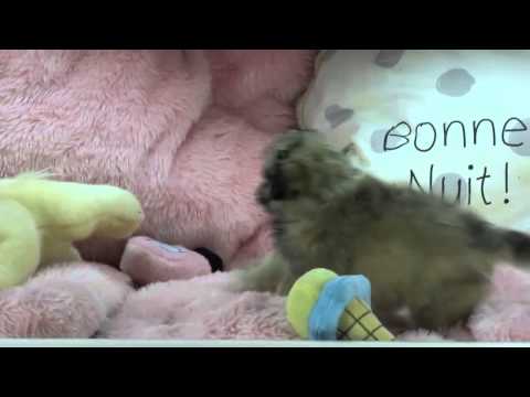 Mixed Breed Teacup Puppies For 5ale Puppy Boutique Store 2014