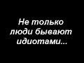 Видео приколы - Собака дебил