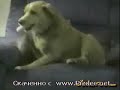 Видео приколы - Собака дебил