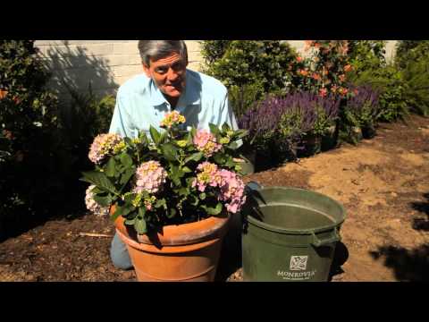 how to replant a potted hydrangea