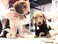 かわいい犬動画