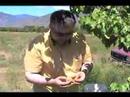 Salt Tasting Room (Similkameen Apricots) Salt Tasting Room (Similkameen Apricots)