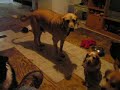 MY GUYS BEGGING 1 MY GUYS BEGGING 1