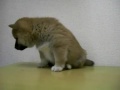 2009年11月1日生まれの柴犬③