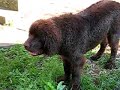 newfies rarely bark?