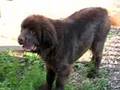 newfies rarely bark?
